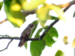 Colibri delphinae