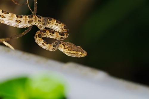 Brown spotted pitviper