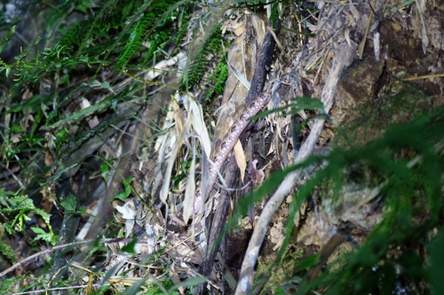 Brown spotted pitviper