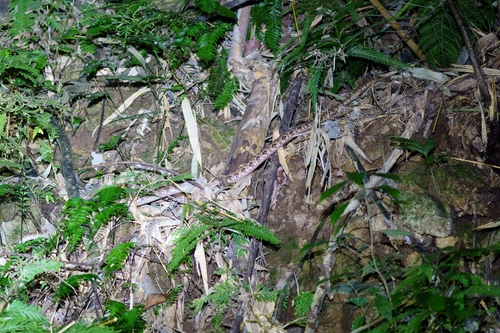 Brown spotted pitviper
