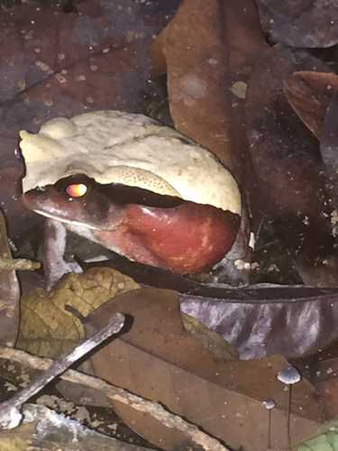 African Giant Toad