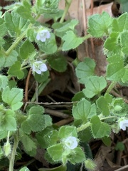 Veronica hederifolia-sublobata-triloba