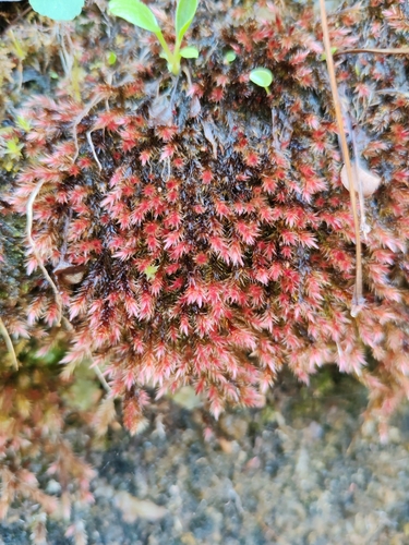 Red Leskea (Orthothecium rufescens)