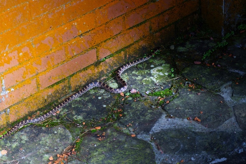 Red-banded Snake