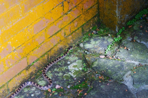 Red-banded Snake