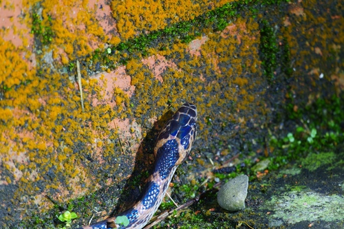 Red-banded Snake
