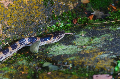 Red-banded Snake