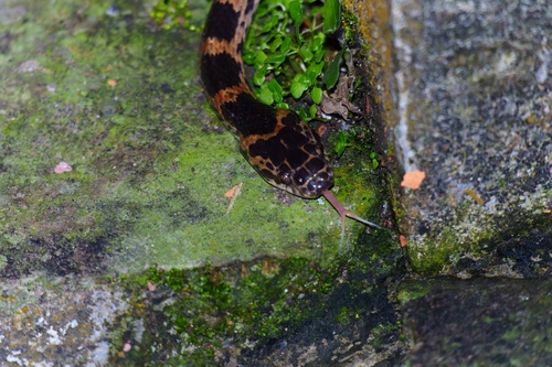 Red-banded Snake