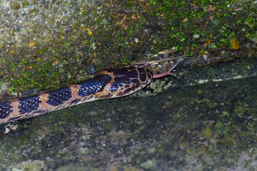 Red-banded Snake