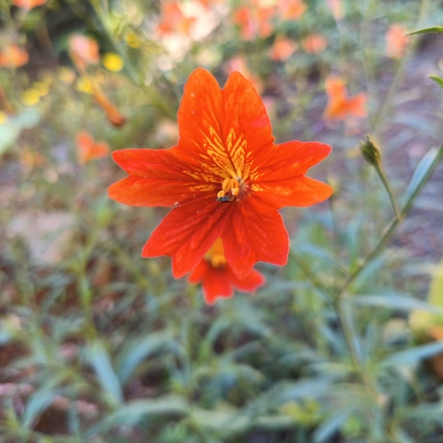 painted-tongue (Salpiglossis sinuata)