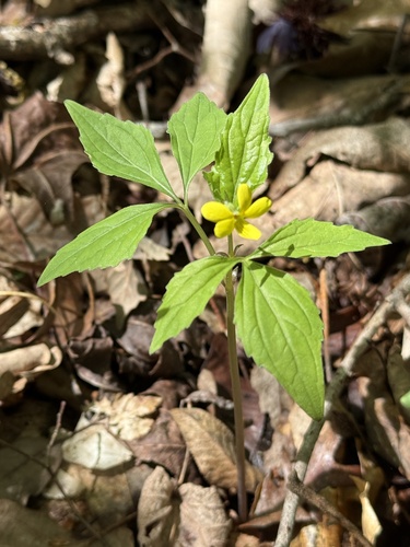 three-parted yellow violet (Viola tripartita)