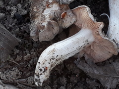 Entoloma saundersii