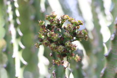 Euphorbia