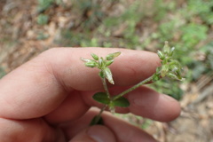 Cerastium brachypodum