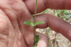 Cerastium brachypodum