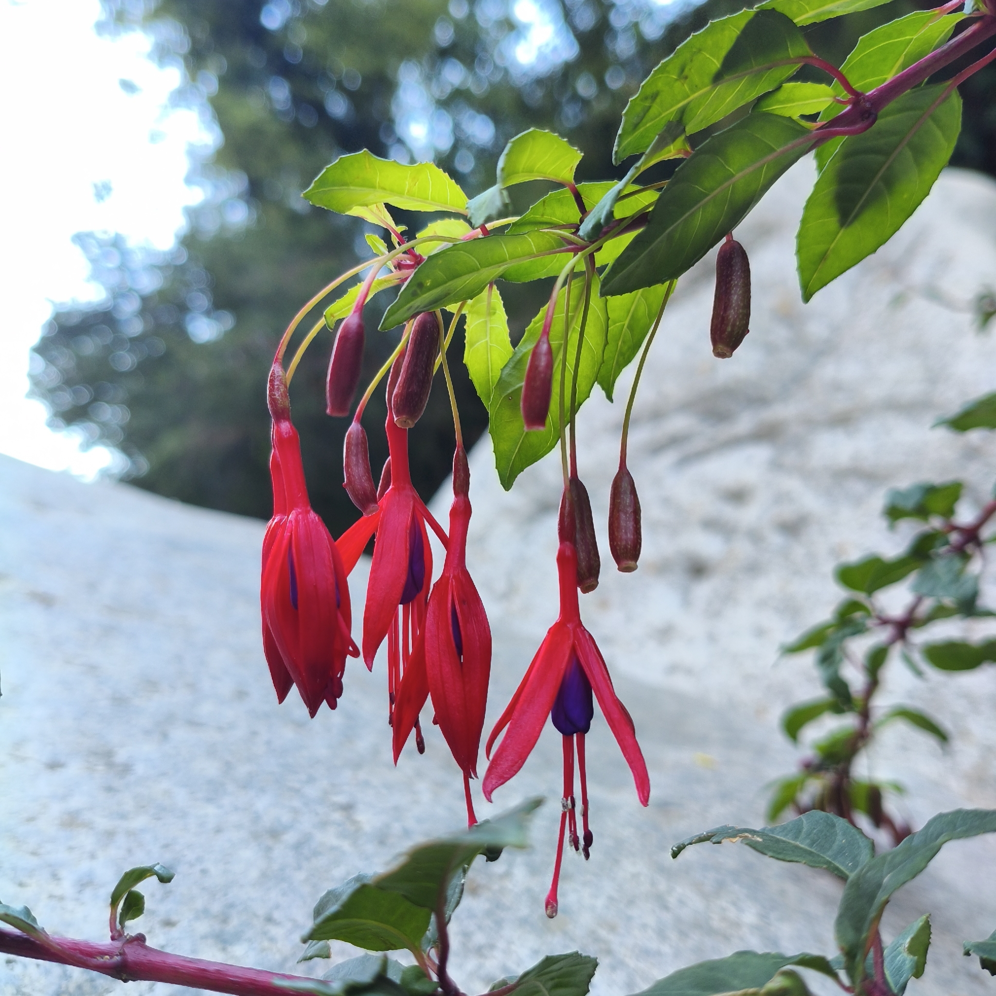 Hardy Fuchsia (Fuchsia magellanica)