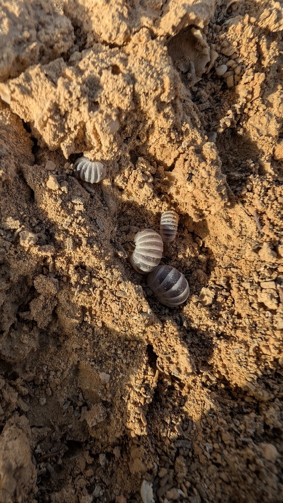 Armadillo albomarginatus