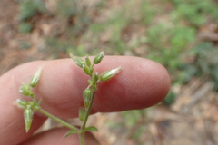 Cerastium brachypodum