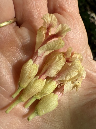 Yellow Buckeye (Aesculus flava)