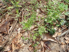 Cerastium brachypodum
