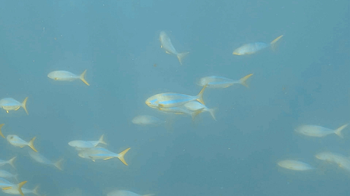Bluestriped chub (Kyphosus ocyurus) — Kyphosidae