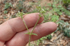 Cerastium brachypodum