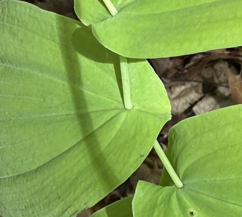 perfoliate bellwort (Uvularia perfoliata)