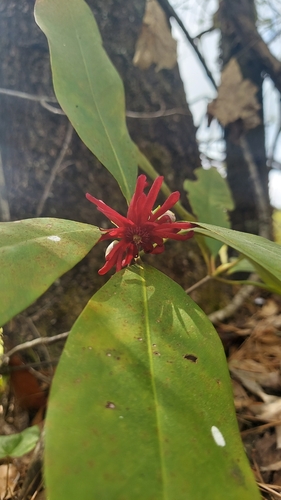 Florida Anise (Illicium floridanum)