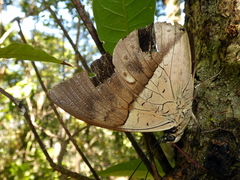 Archaeoprepona amphimachus