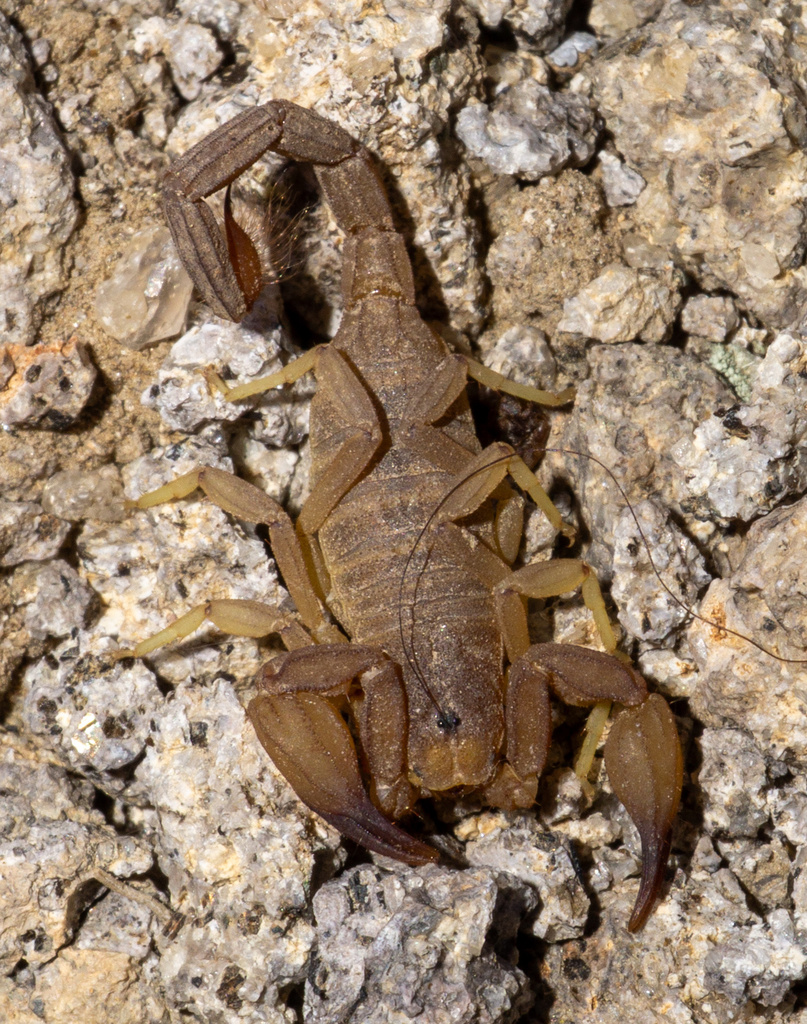 Kochius hirsuticauda