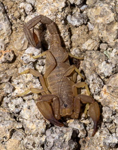 Kochius hirsuticauda