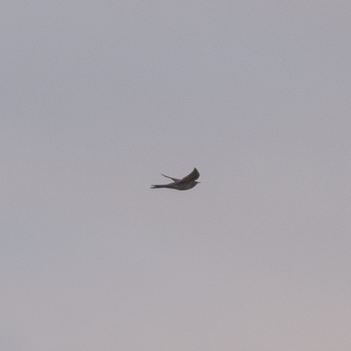 Common Cuckoo (Cuculus canorus), photo 3