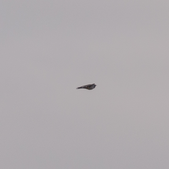 Common Cuckoo (Cuculus canorus), photo 5