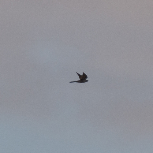 Common Cuckoo (Cuculus canorus), photo 4