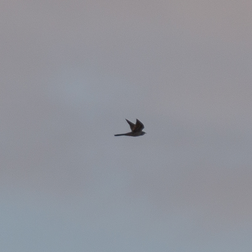Common Cuckoo (Cuculus canorus), photo 4