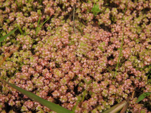Coral-necklace (Illecebrum verticillatum)