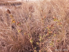 Malvastrum americanum