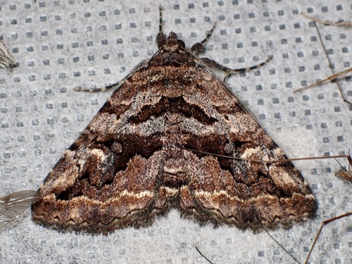 Zaleops umbrina photo 4