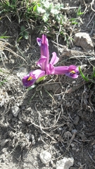 Iris reticulata