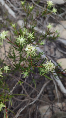 Spermacoce crispata