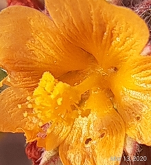 Malvastrum americanum