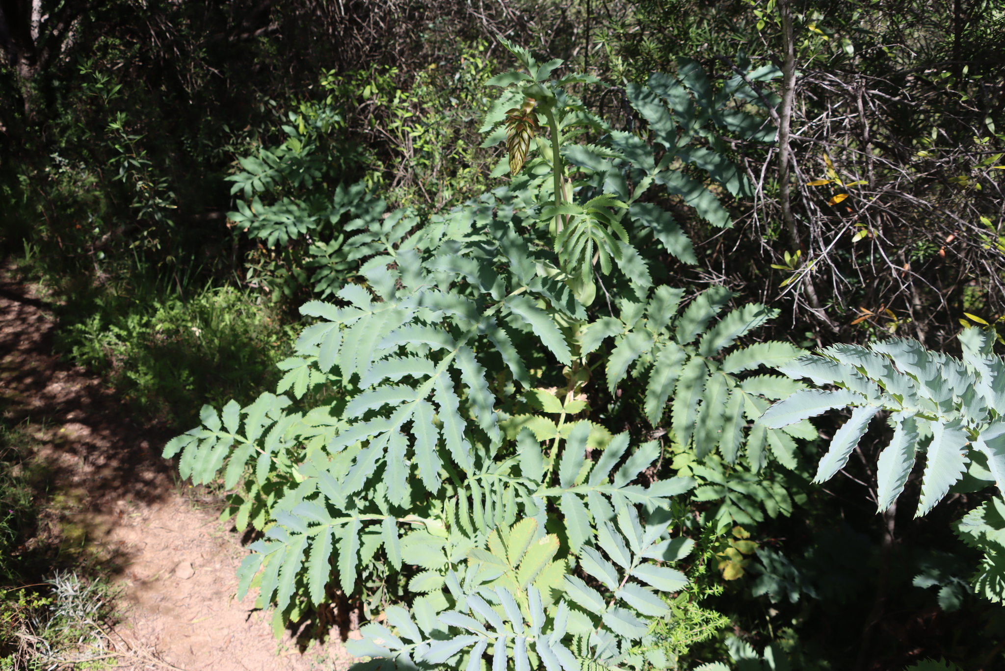 Honey-Flower (Melianthus major)