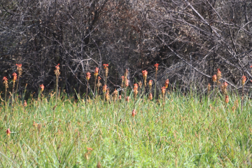Kniphofia sarmentosa; photograph (c) Tony Rebelo, some rights reserved (CC BY-SA)