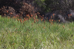 Kniphofia sarmentosa, photograph (c) Tony Rebelo, some rights reserved (CC BY-SA)