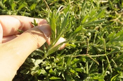 Senecio ceratophylloides, photograph (c) cactusauria, some rights reserved (CC BY)