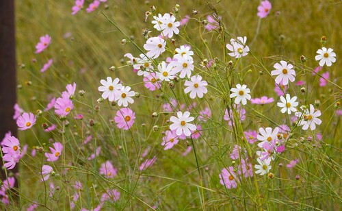 garden cosmos