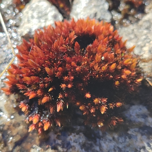 Imbribryum alpinum observed 2026-04-06
