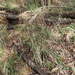 Erianthus strictus - Photo (c) Andy Newman, algunos derechos reservados (CC BY-NC), subido por Andy Newman
