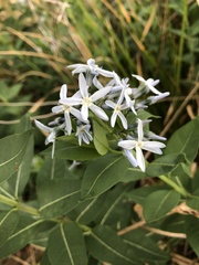 Amsonia repens