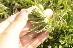 Senecio ceratophylloides, photograph (c) cactusauria, some rights reserved (CC BY)